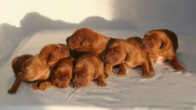 Golden Irish Puppies from Reputable Breeder