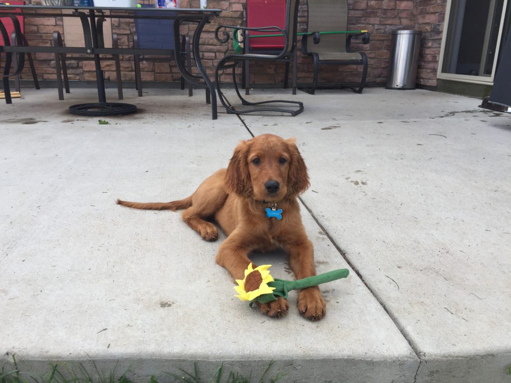 Golden Ridge Hi-Breds - Golden Irish puppies for Sale by ...