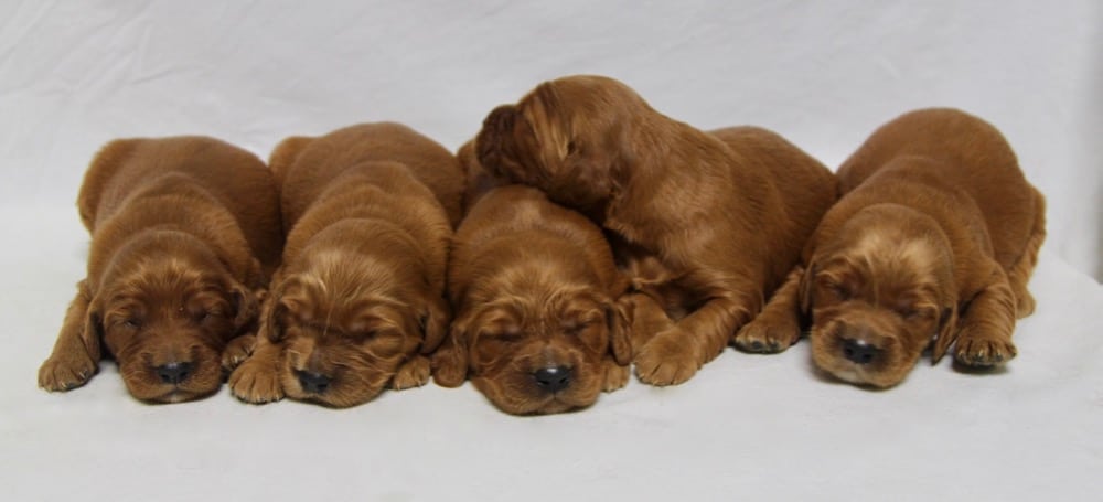 Golden Ridge Hi-Breds - Golden Irish puppies for Sale by ...