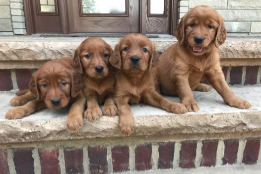 Puppies for Sale - Golden Ridge Hi-Breds