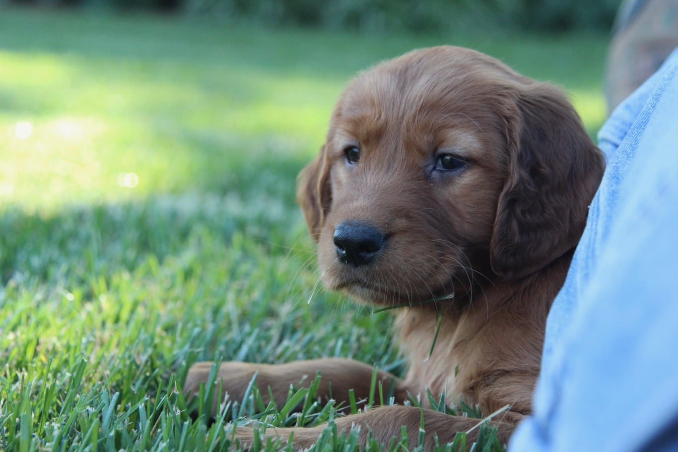 Golden Ridge HiBreds Golden Irish puppies for Sale by Golden Ridge HiBreds