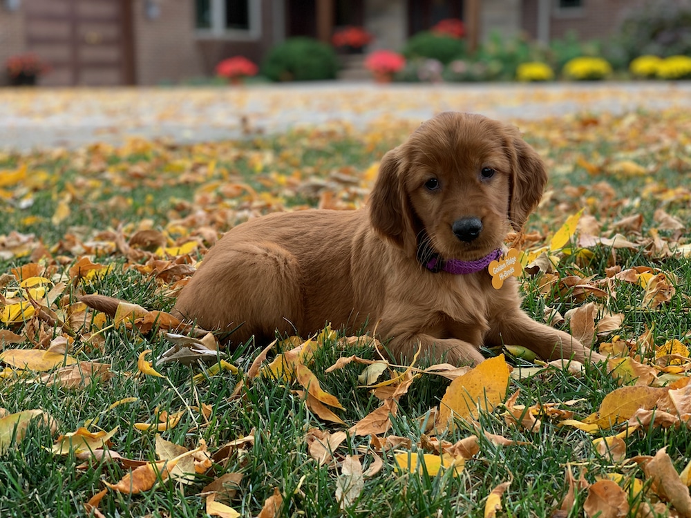 Irish Setter Golden Retriever Mix Puppy